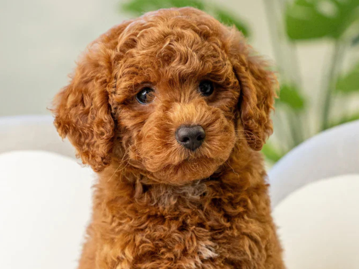 Toy Poodle 