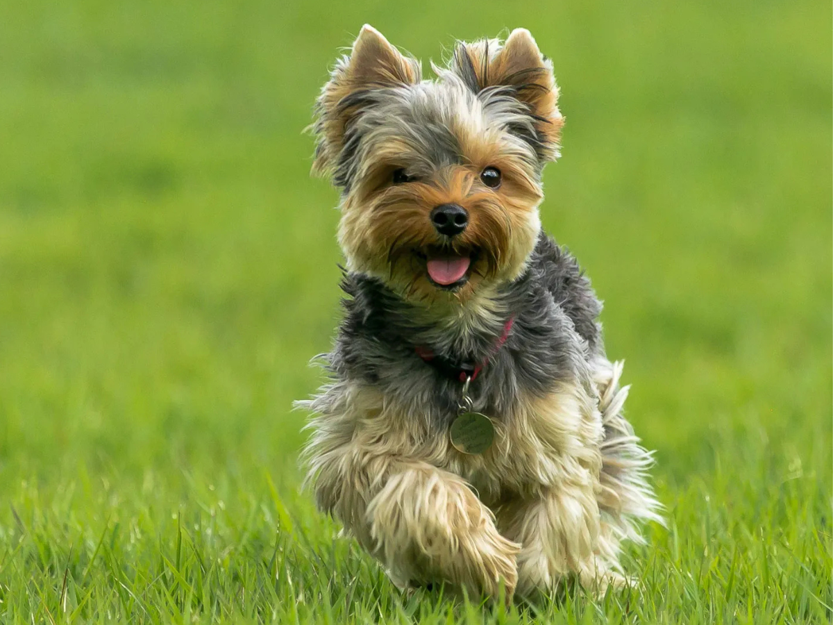 Yorkshire Terrier