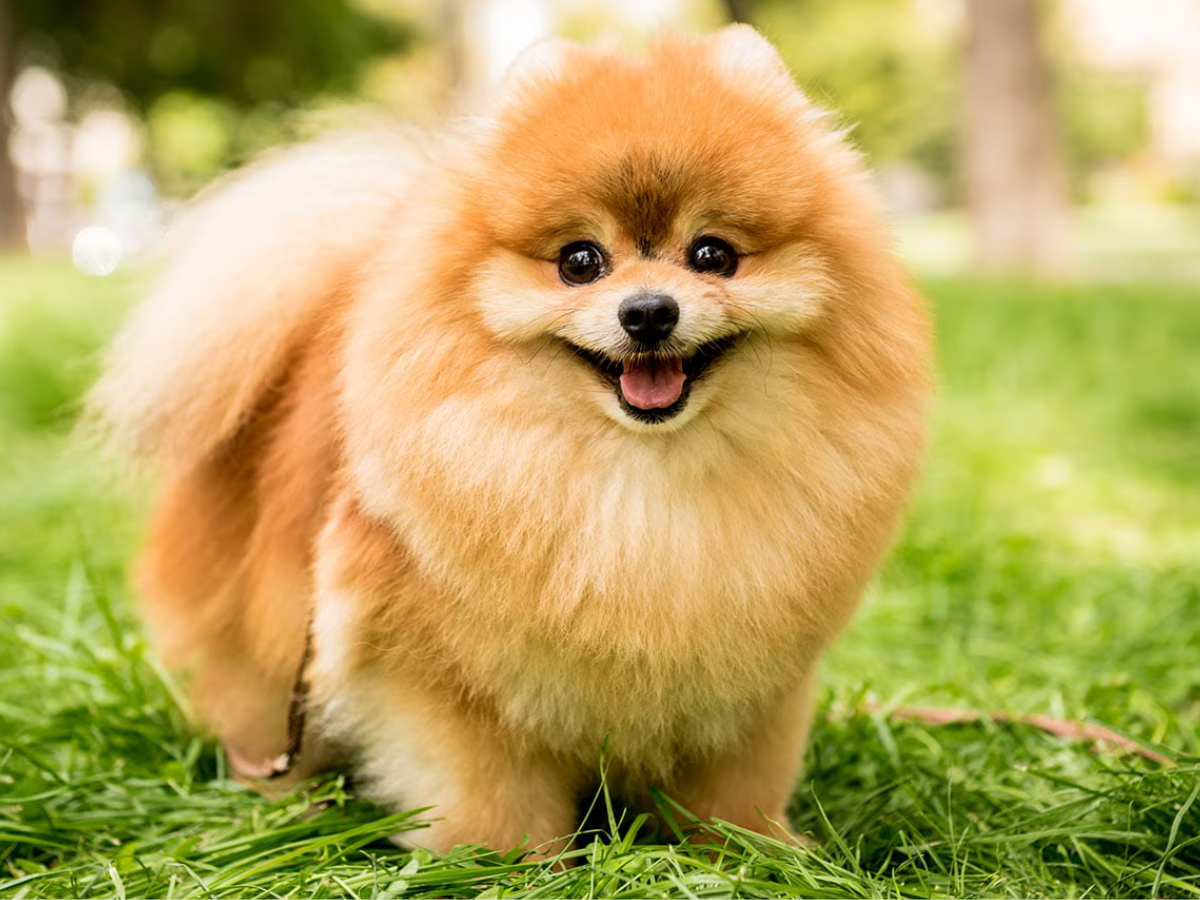 Pomeranian