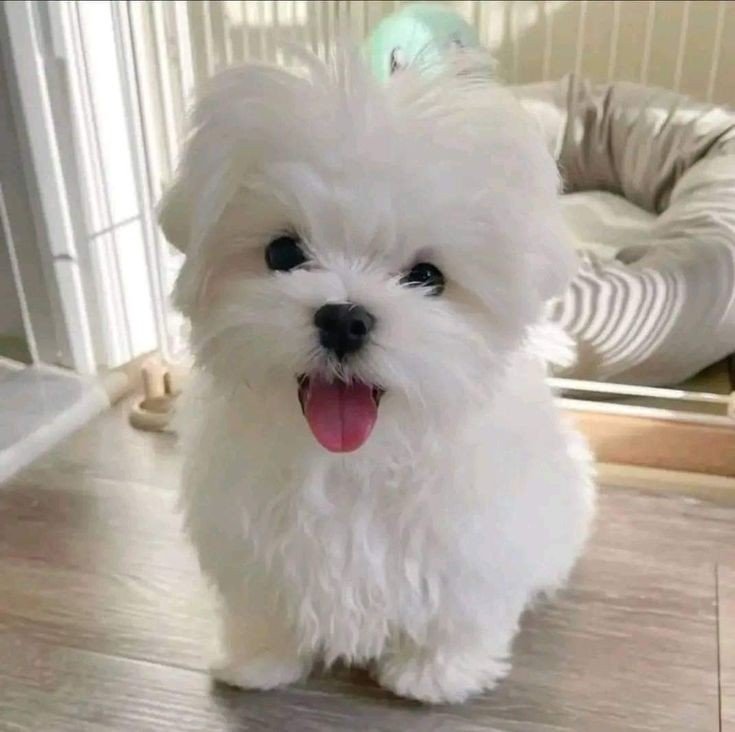 maltese